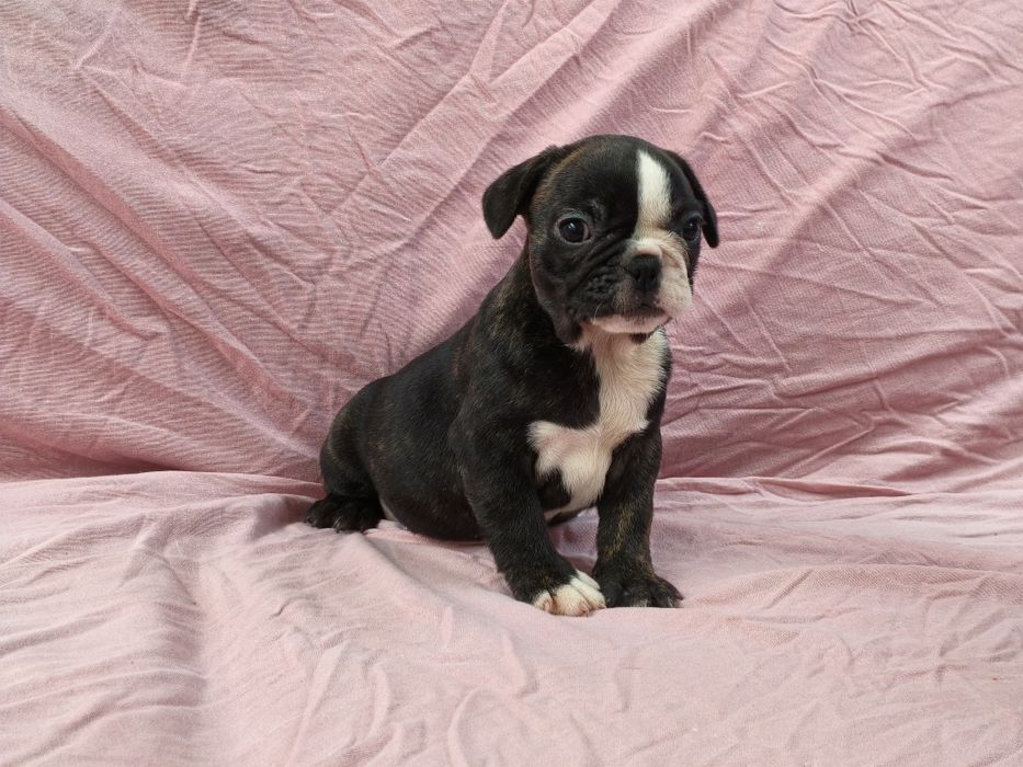 Bulldog francês fêmea