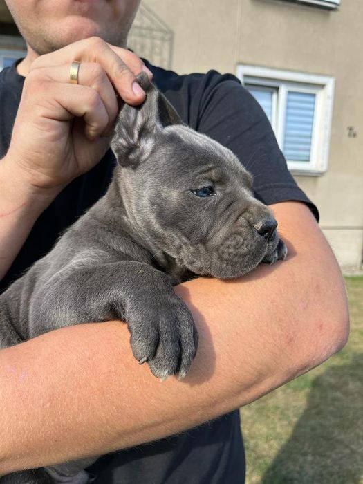 Cane Corso Mocny Pies