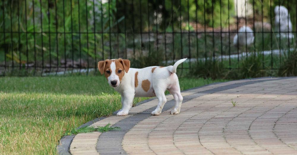 Piesek HARIBO Jack Russell Terrier z hodowli "BREFIO"-gotowy na nowy dom
