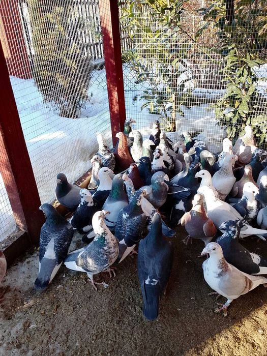 Gołębie Staropolskie