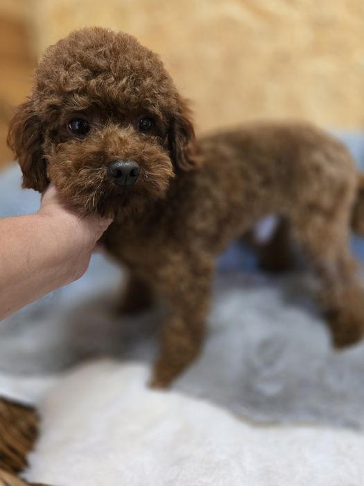 Suczka Pudel Toy red badania genetyczne rodziców