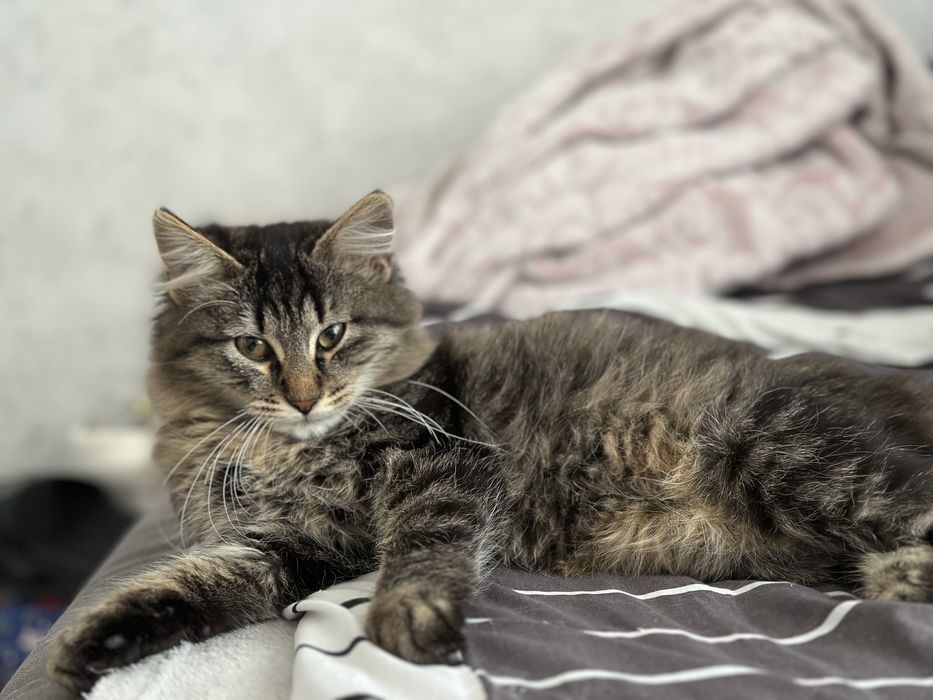 Kot i kotka szukają domu