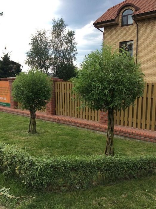 Іва,івовий прут,лоза для декоративно плетіння,вербовий прут