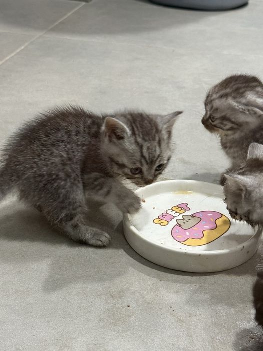 Кошеня британець висловухе