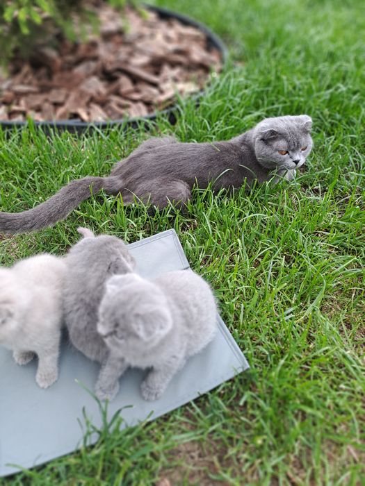 Шотландський котик
