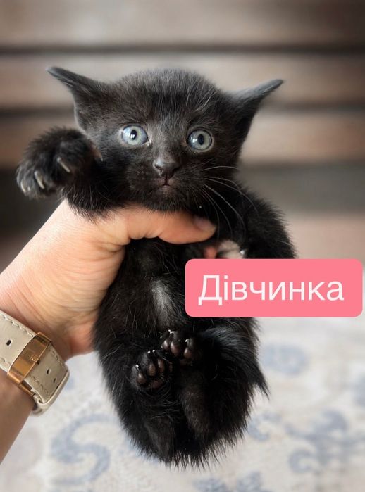 Кошенята шукають дім