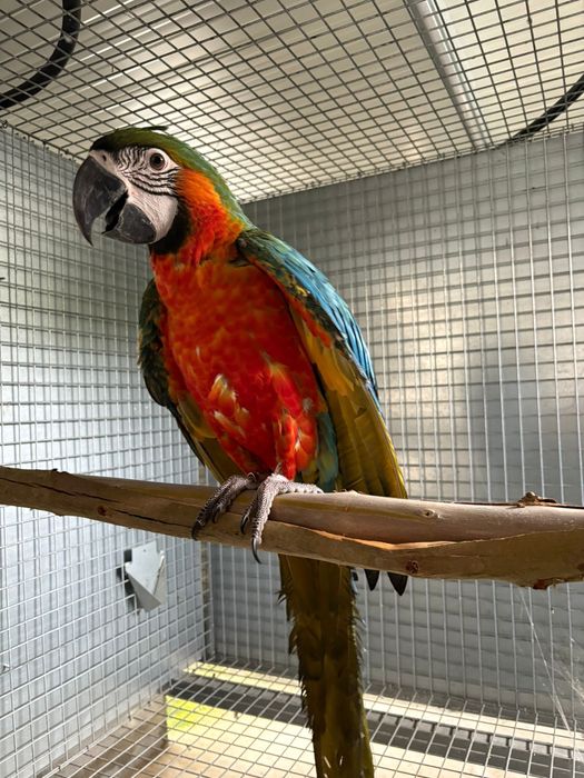 Arara arlequim bebe disponíveis