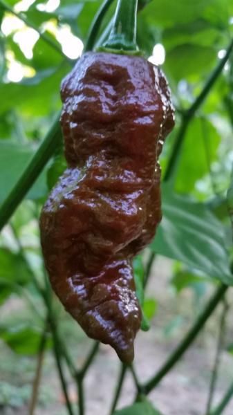 Sementes de Pimentos/Malaguetas/Piri-Piris mais picantes do mundo