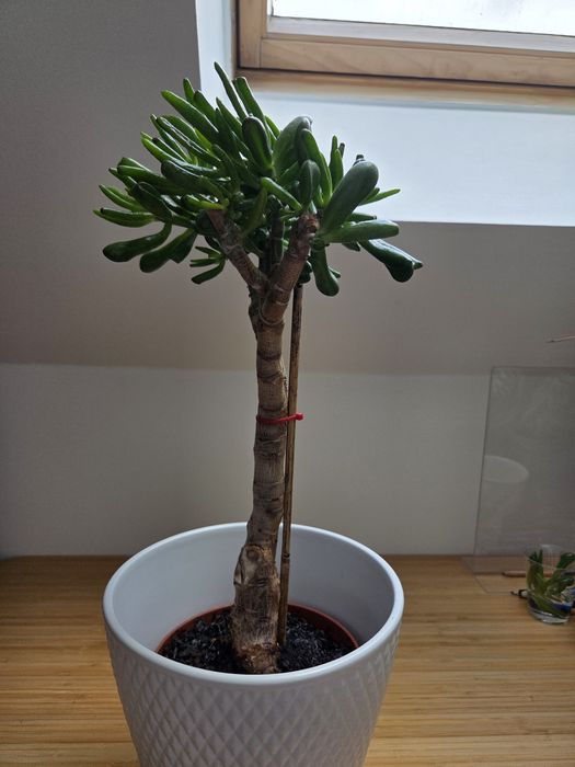 Formowana Crassula ovala odm. Hobbit
