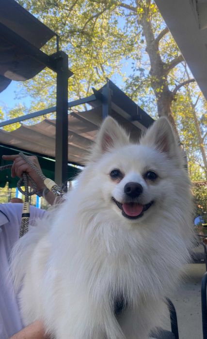 Loki - Spitz Alemão Pequeno (macho) para acasalar