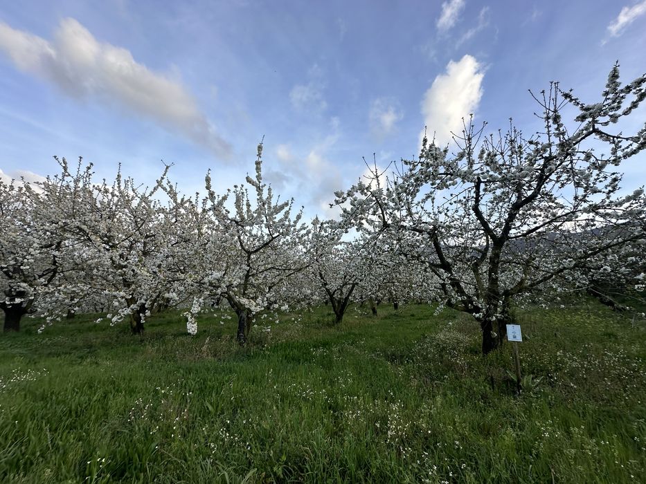 Terreno cerejeiras