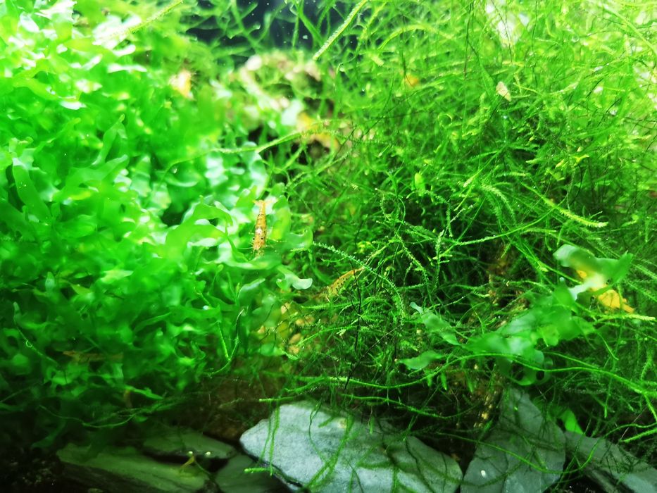 Caridinas orange tiger