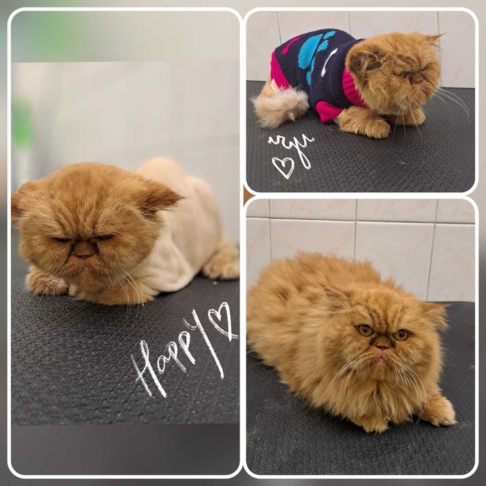 Грумінг собак котів (грумер) груминг