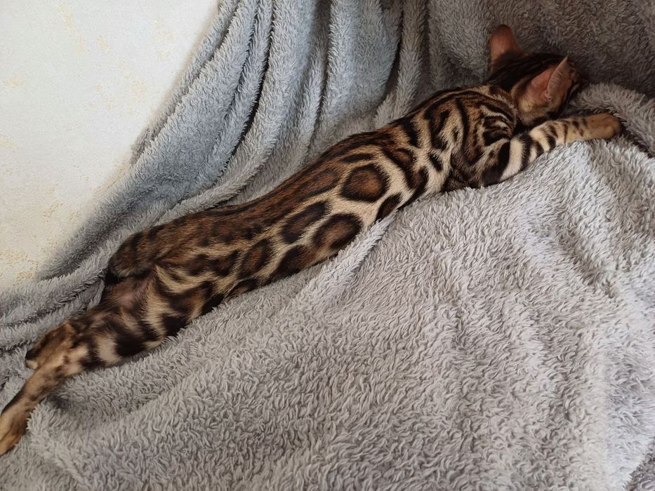 Бенгальські кошенята