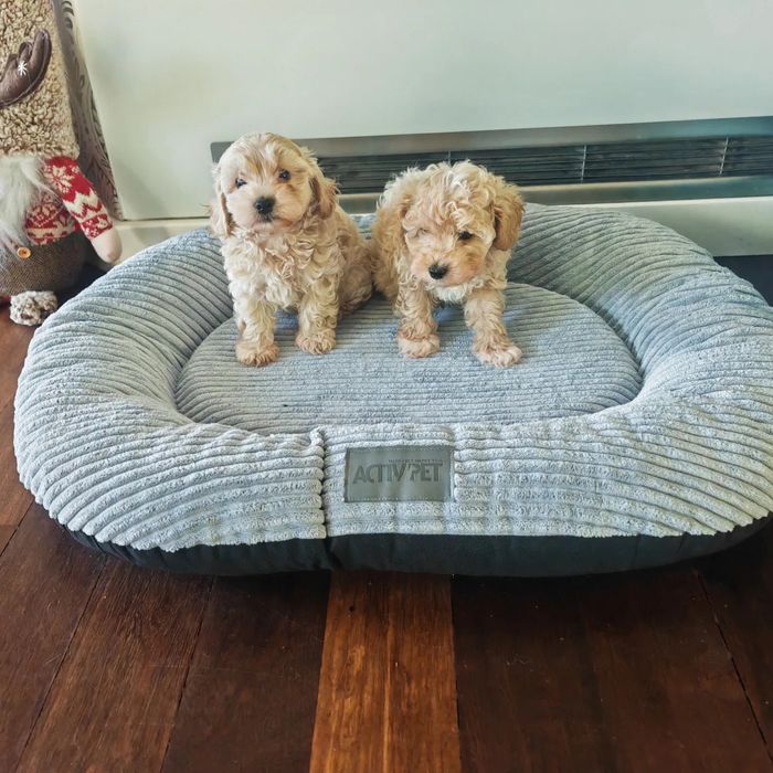 ТОР‼️Super mini Мальтипу ф2. Мальтийская болонка Той пудель