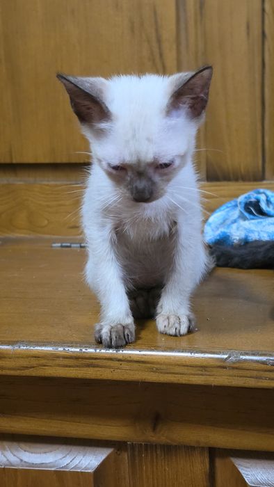 Gatinhos para adoção