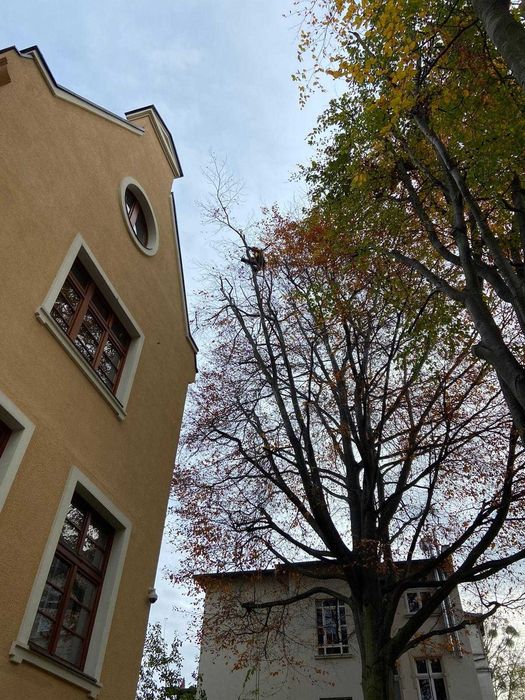 Alpinistyczna wycinka drzew, pielęgnacja drzew, przycinanie żywopłotów