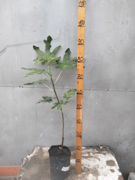 ГРАНАТ САЖЕНЦЫ ПРОДАМ.гюлоша розовая . крымский полосатый.хурма,