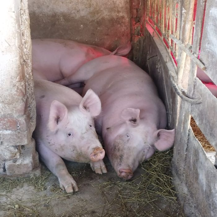 Свиня/свині м'ясні домашні, жива вага за кг 100 грн.