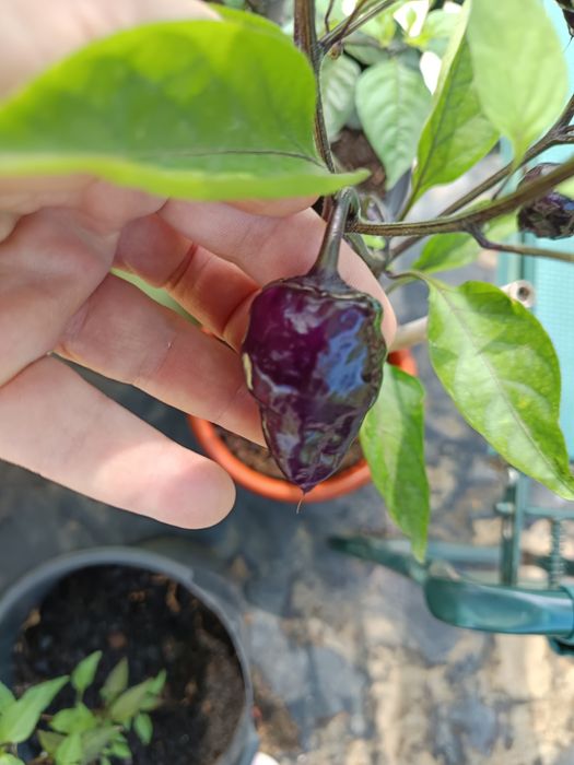 Plantas de Malaguetas raras