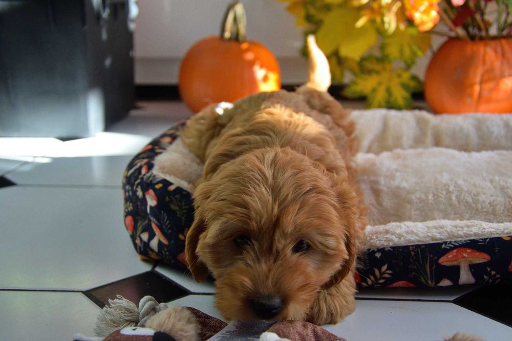 Cockapoo sunia F1 Cocker spaniel & pudel miniatura
