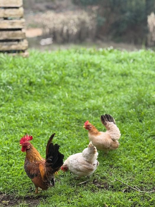 Ovos Marans e Seramas incubação