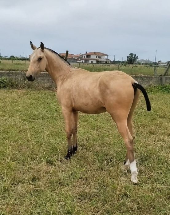 Poldro 1 ano Lusitano baio