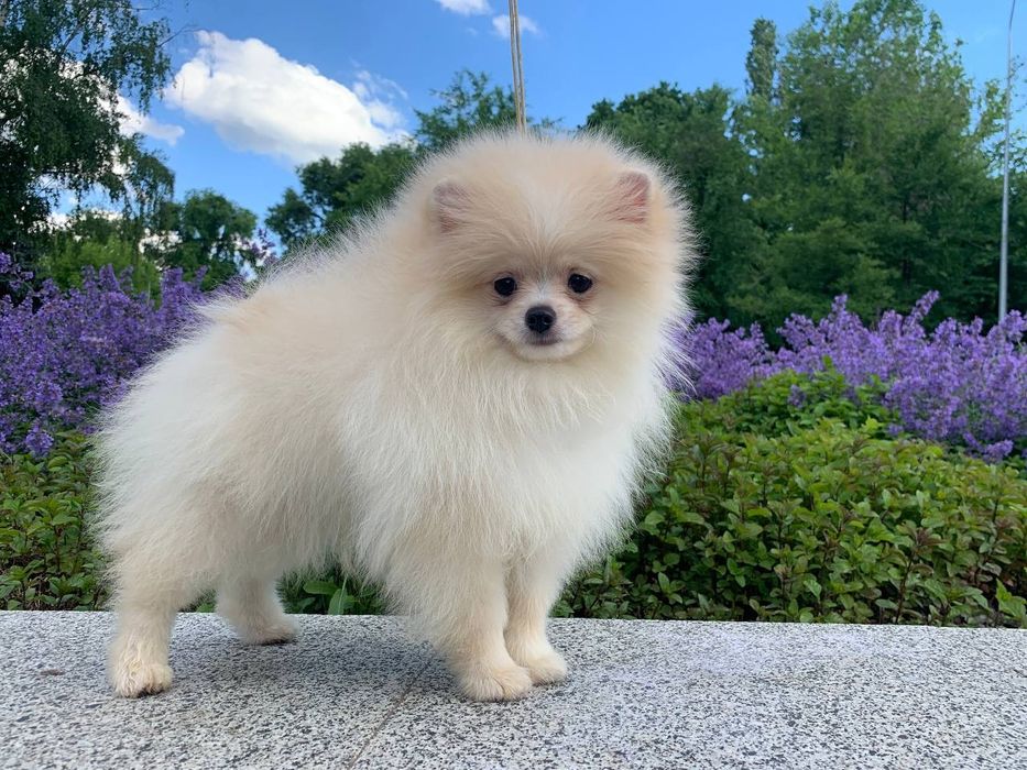 Шпиц, очень красивый щенок КСУ/FCI