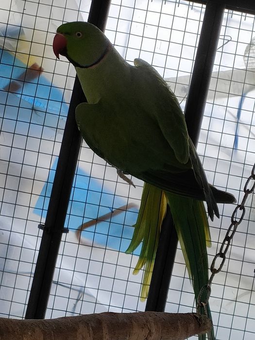 Para Aleksandrett Obrożnych 2019r - 2020r na obrączkach stałych