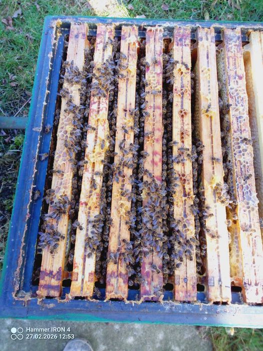 Sprzedam rodziny pszczele