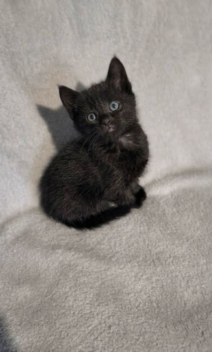 Котик та кішечки