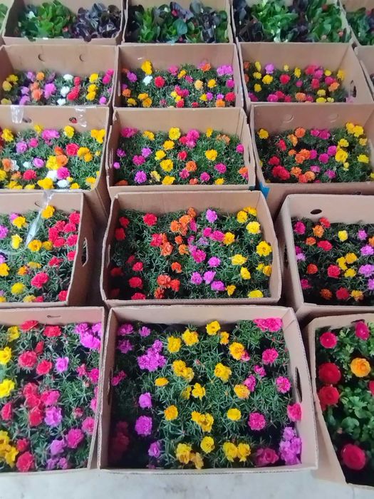 Квіти для саду огороду віола маргаретка петунія чорнобривець