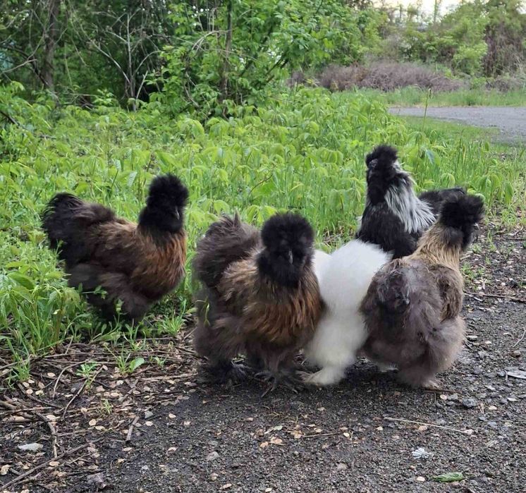 Курі китайська шовкова.Інкубаційні яйця китайськоі шовковоі курочки.