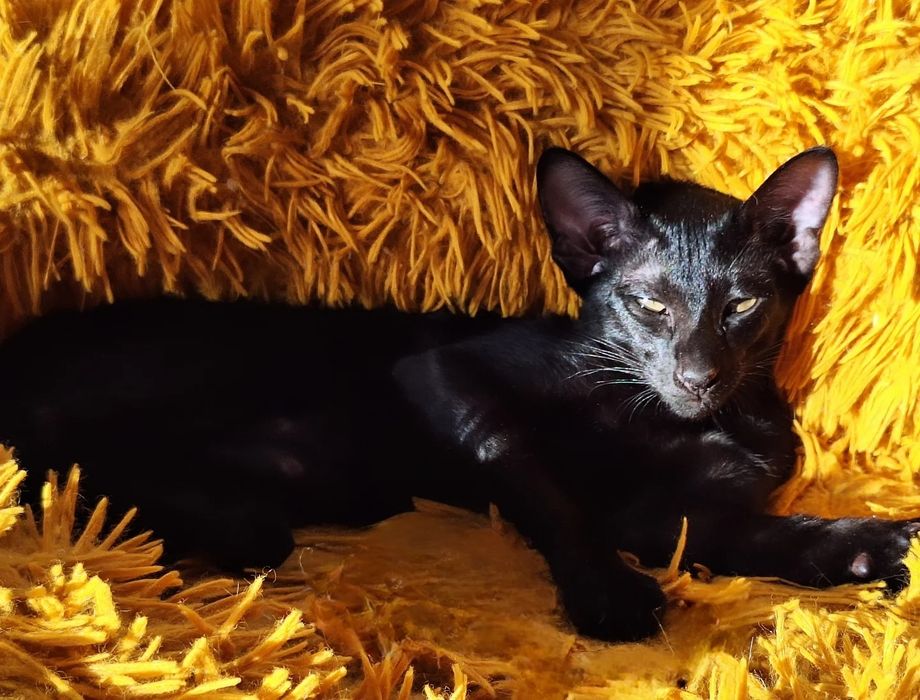 Ориентальные чертята