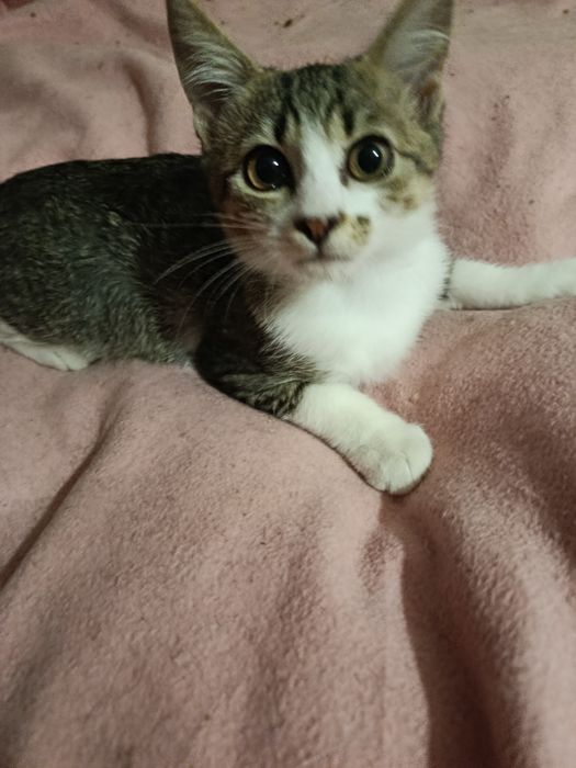 В самые хорошие руки котенок даром. котята бесплатно. котик. кот