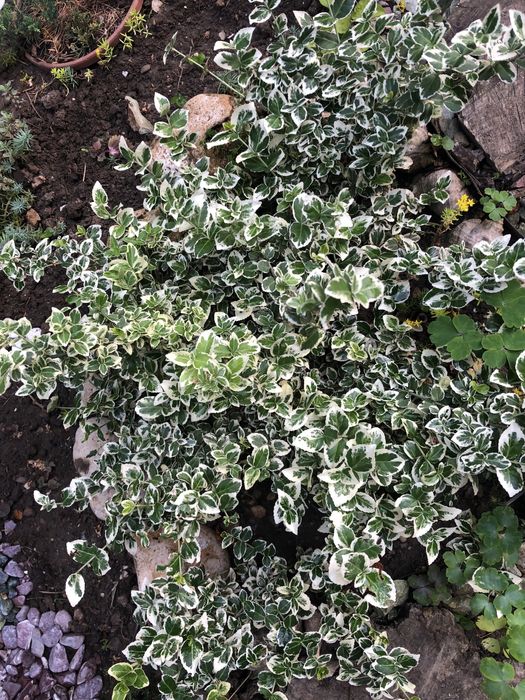 Бересклет черенки