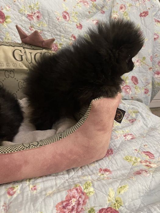 Померанський шпіц хлопчик міні