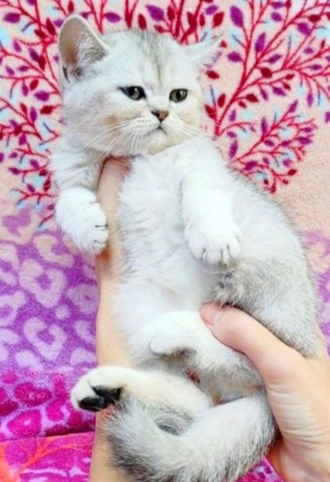 Срібна шиншила хлопчик красунчик