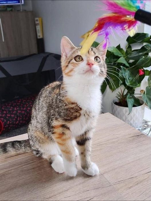 Marzenka - kotka do adopcji!
