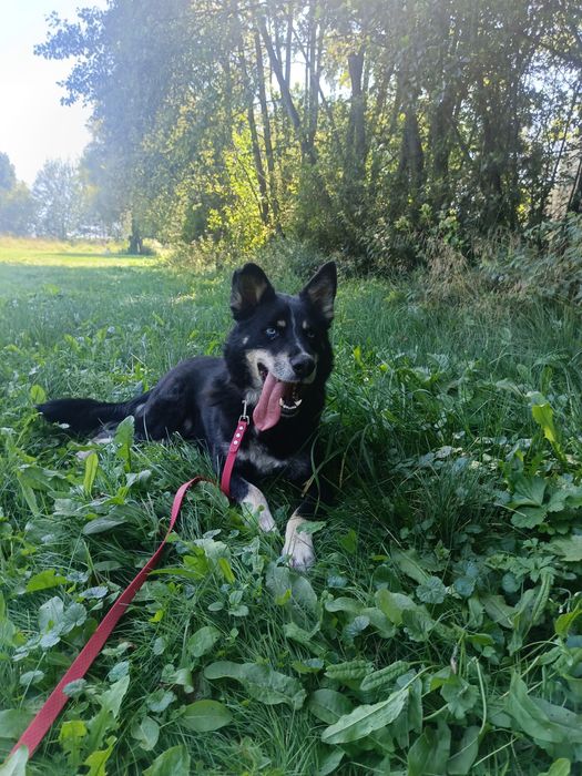 niebieskooki Drej szuka domu!