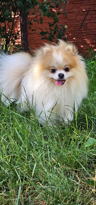 Вязка Померанский шпиц ждет девочку