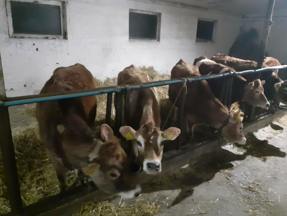 Sprzedam 5 jałówek