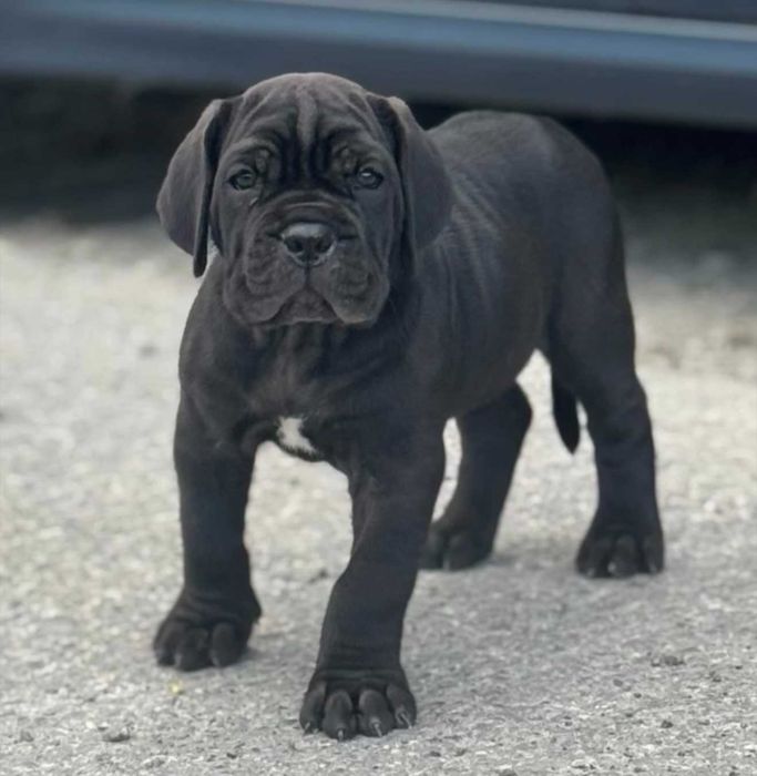 Dostępny czarny samiec Cane corso ZKwP/FCI