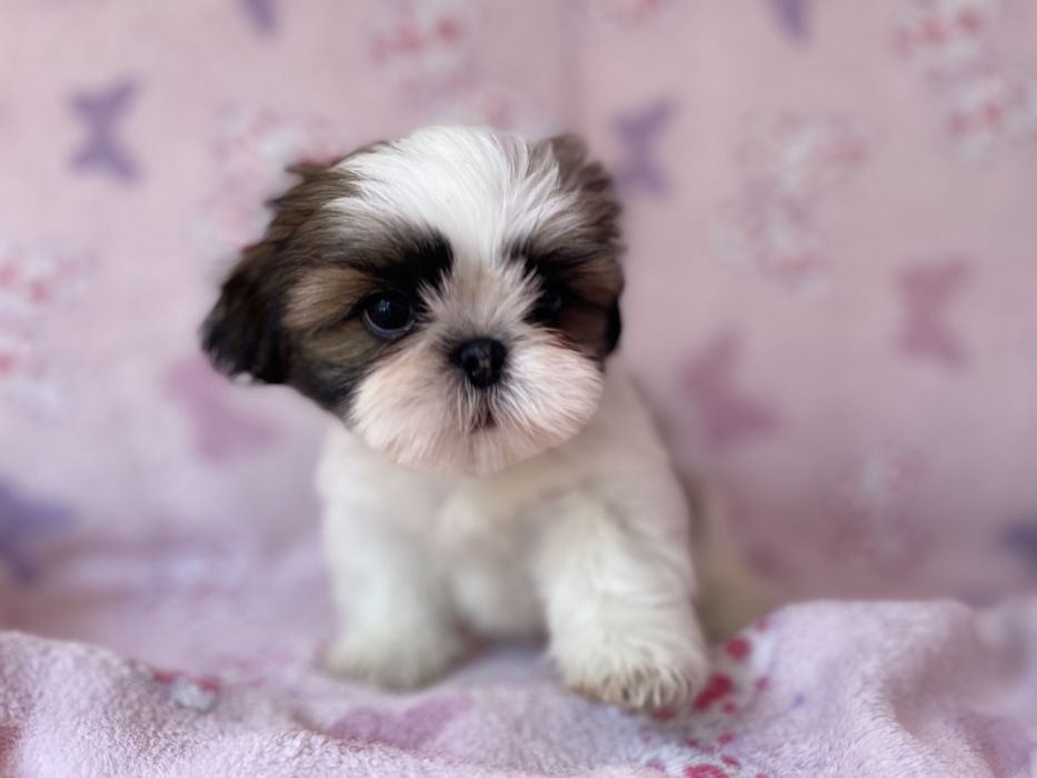 Ши-тщу крихітки Київ