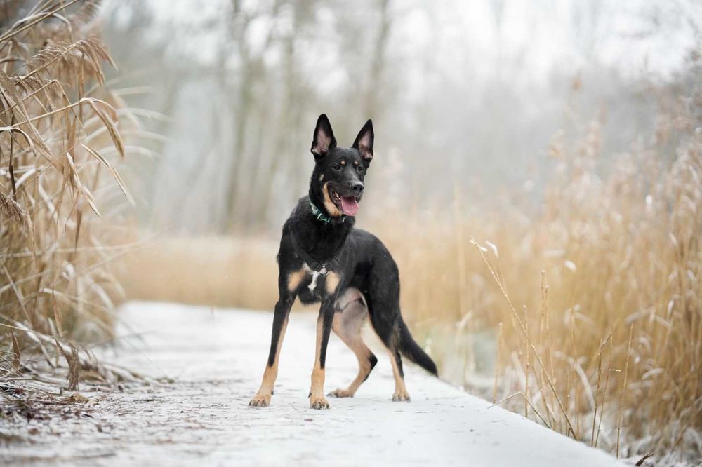 Frodo cudny psiak szuka domu