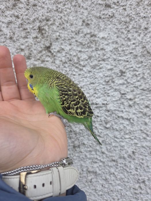 Periquitos Domesticados Top