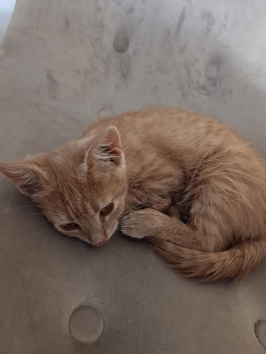 Кошеня ручне лагідне шукає дім