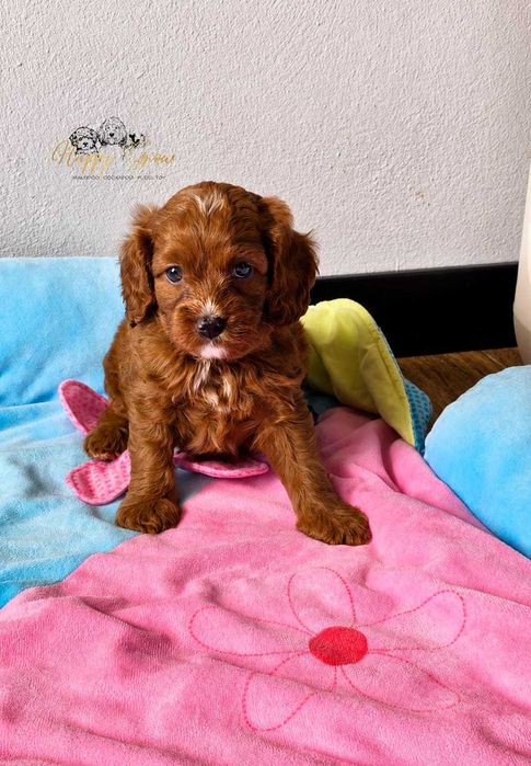 Pudel mini,  Cockapoo F1B