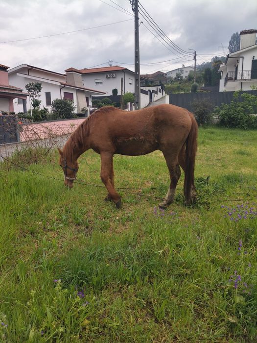 Cavalo mansinho para venda