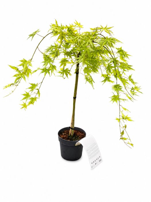 Klon palmowy żółty zielony cascade citrine 70 cm